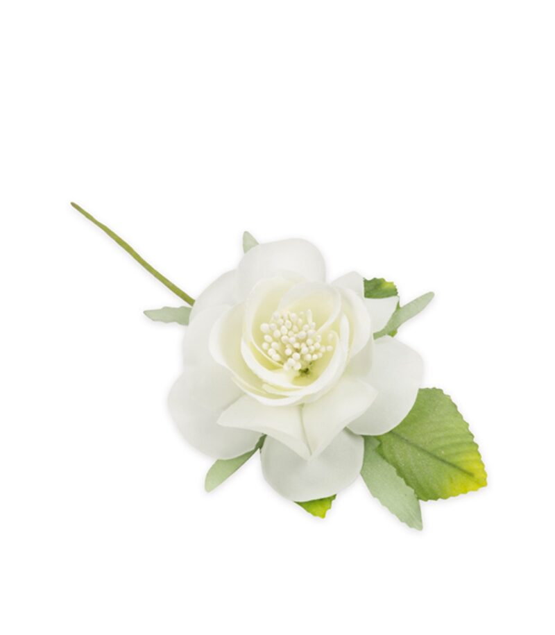 Rosa bianca